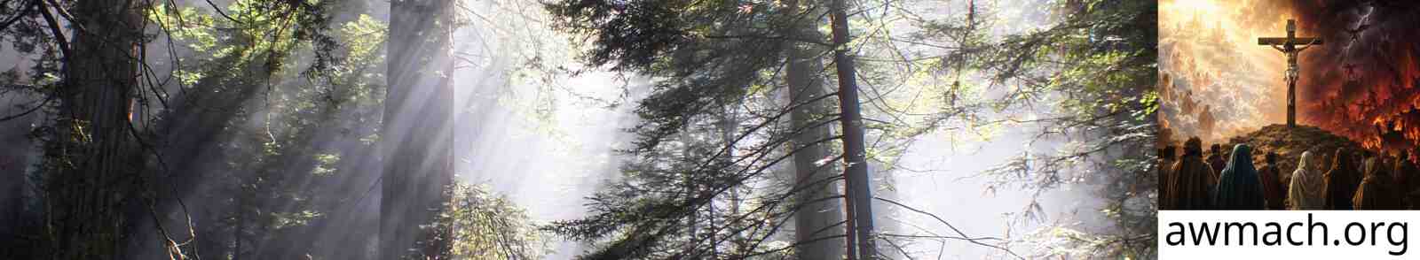 Redwoods in sun